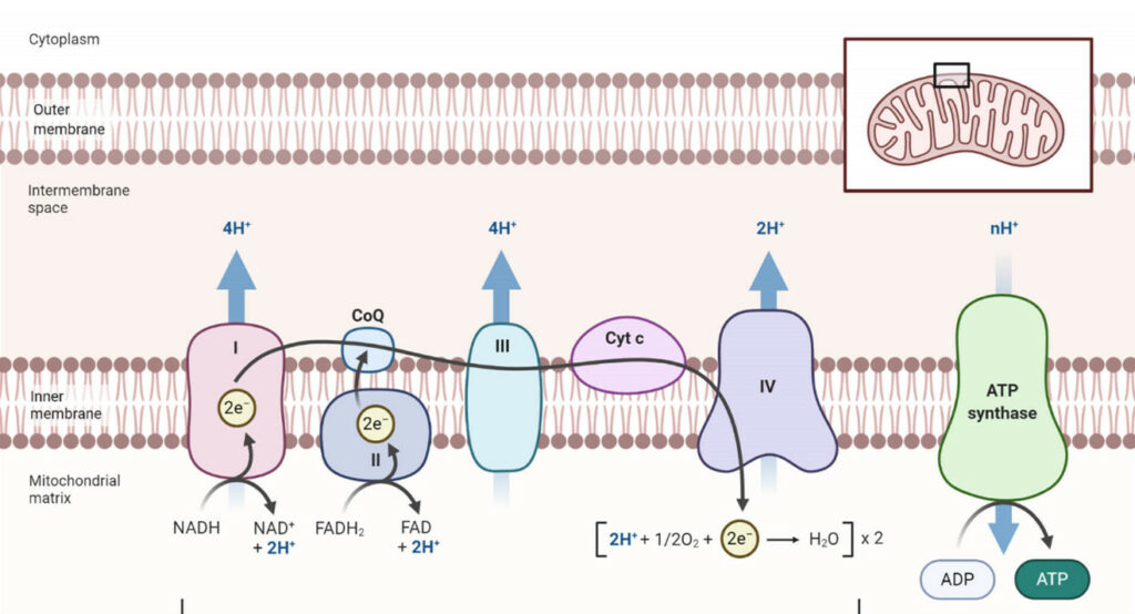 Oxidatieve Stress En Antioxidanten: Dit Wil Je Erover Weten. Antioxidanten